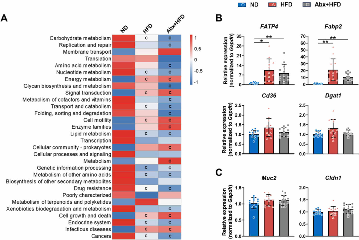 Fig.6 Microbiome functional pathways and intestinal metabolic regulation. (Liang, et al., 2026)