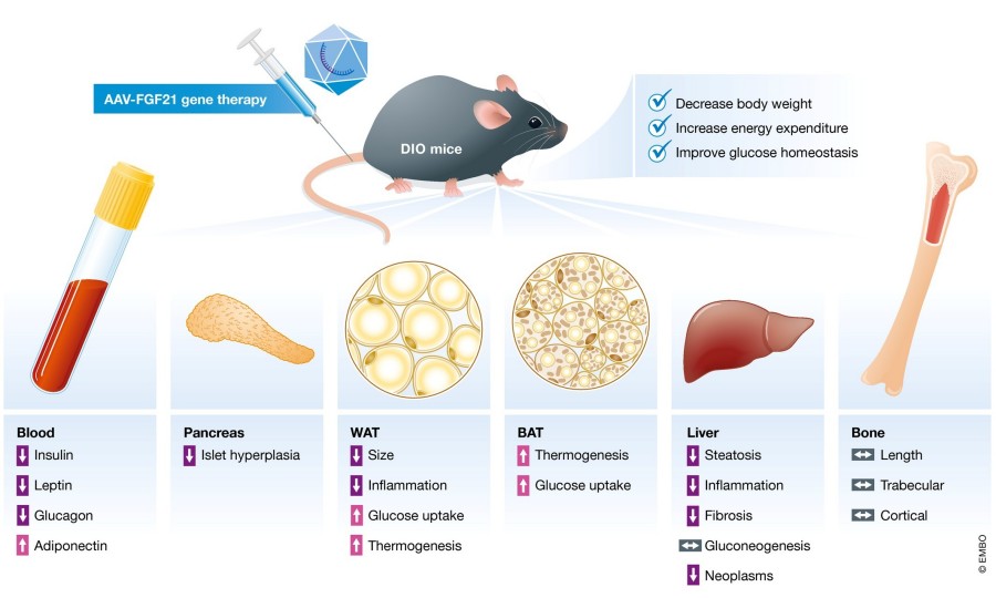 Fig.1 Effects of AAV-FGF21 gene therapy on obese mice.