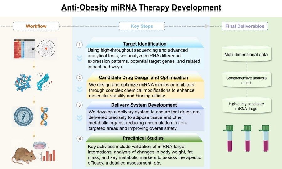 Process of our anti-obesity miRNA therapy development service. (Protheragen)