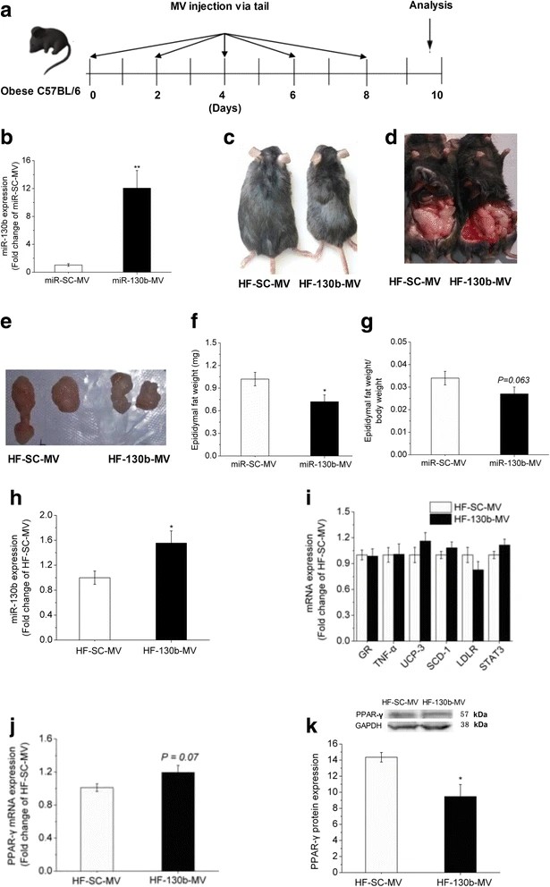 Fig.1 Changes in the expression of miR-130b and PPAR-γ and the epididymal fat.