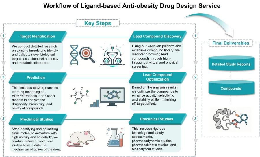 Process of our anti-obesity small molecule activator development service. (Protheragen)
