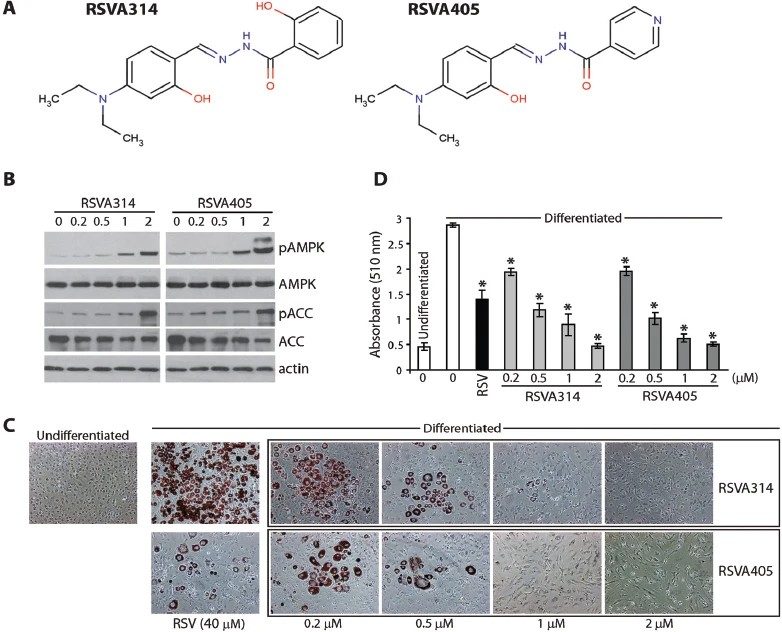 Fig.1 Changes in 3T3-L1 adipocyte differentiation after treatment with RSVA314 and RSVA405.