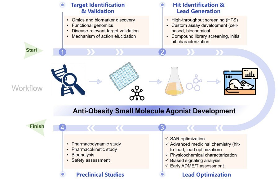 Process of our anti-obesity small molecule agonist development service. (Protheragen)