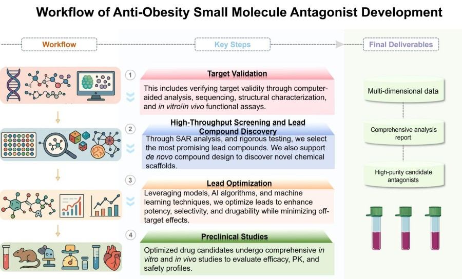 Process of our anti-obesity small molecule antagonist development service. (Protheragen)