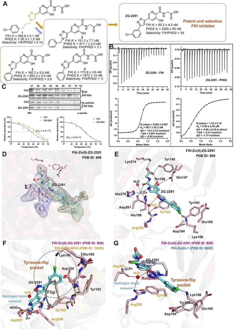 Fig.1 Development of FIH selective inhibitors.