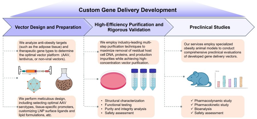 Process of our custom gene delivery development service. (Protheragen)