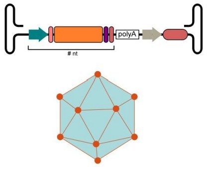 (Source: Bioicons, free)