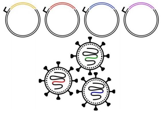 (Source: Bioicons, free)