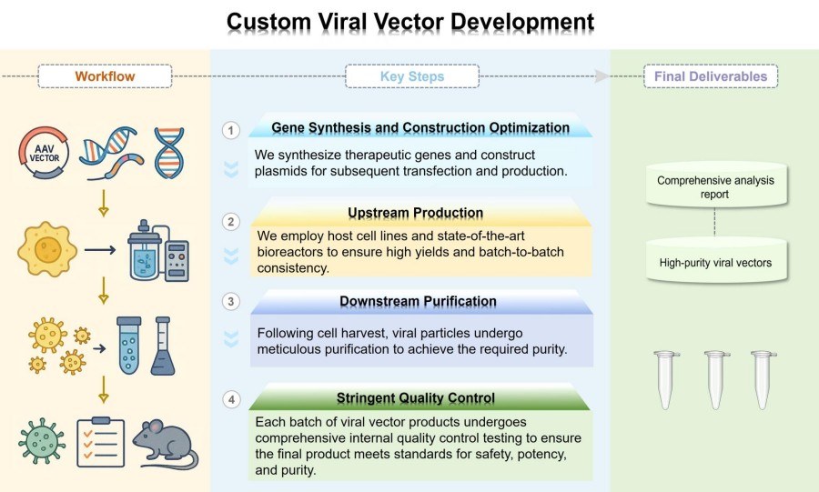 Process of our custom viral vector development service. (Protheragen)
