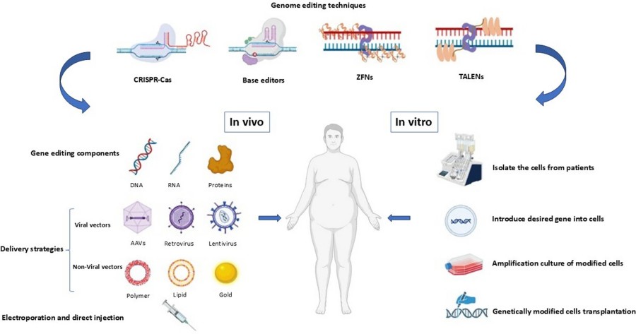 Fig.1 In vitro and in vivo therapeutic gene editing approaches
