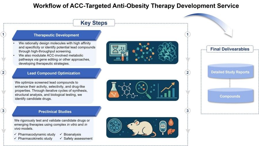 Process of our ACC-targeted anti-obesity therapy development service. (Protheragen)