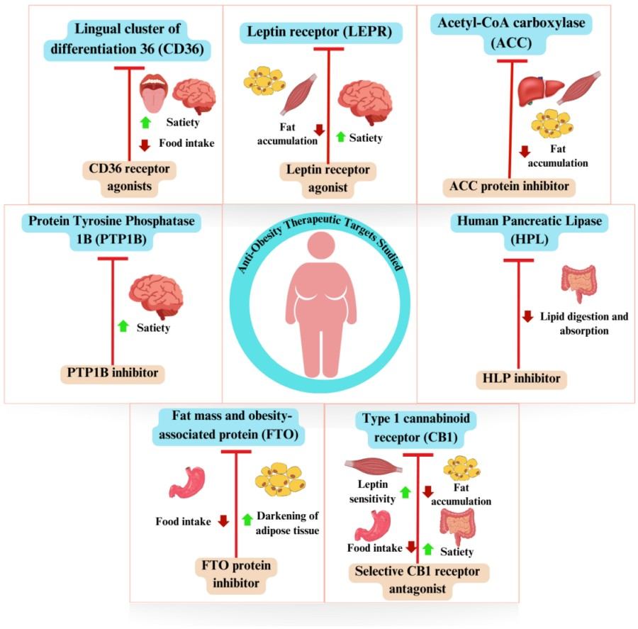 Fig.1 Obesity treatment strategies and potential metabolic effects