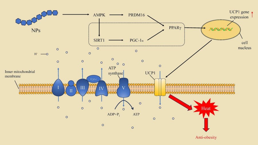 Fig.1 Activation of UCP1 expression affects heat production.