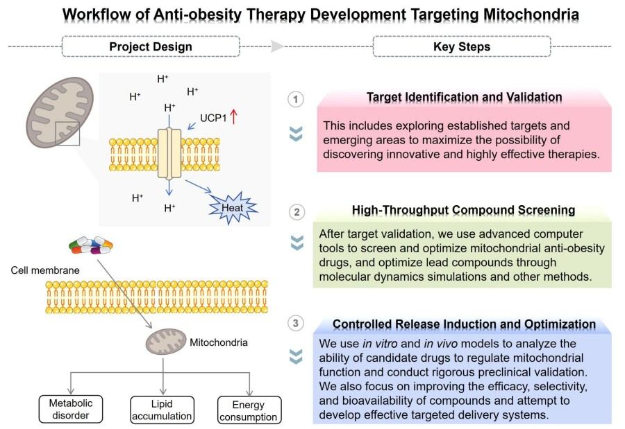 Process of our mitochondria-targeting anti-obesity therapy development. (Protheragen)