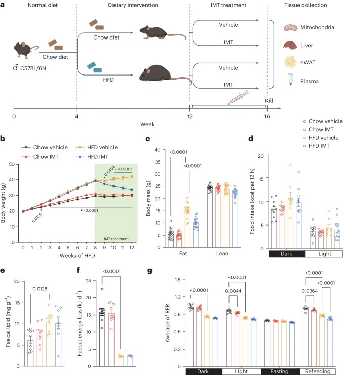 Fig.2 IMT administration affects glucose homeostasis and high-fat diet-induced obesity.
