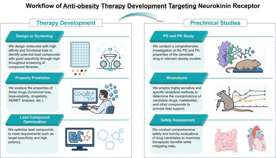 Process of our development services for neuropeptide receptor-targeted anti-obesity therapies. (Protheragen)