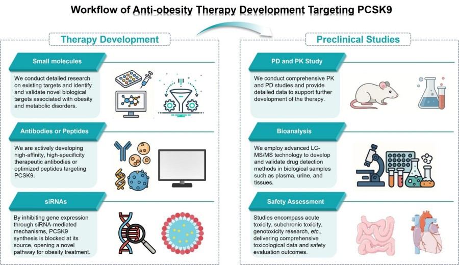 Process of our development services for PCSK9-targeted anti-obesity therapies. (Protheragen)