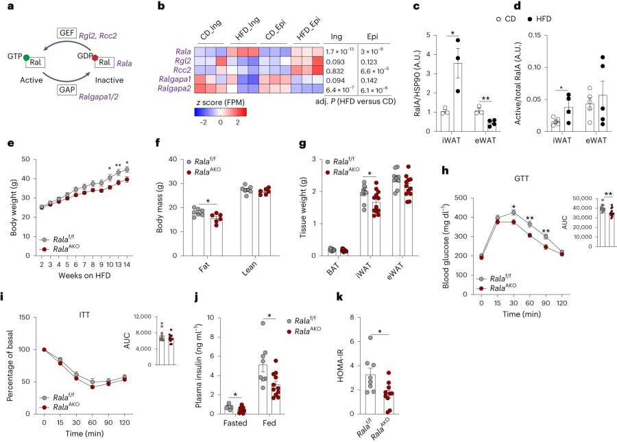 Fig.1 White adipocyte-specific Rala knockout partially protects mice from obesity.